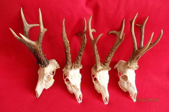 na červenom koberčeku