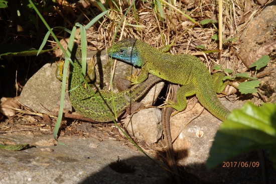 Gemerské jašteričky
