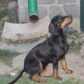 Gora