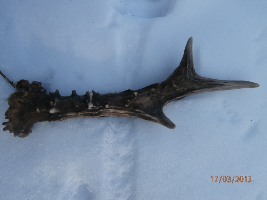 srnci z jesene potesil