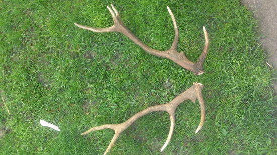 po spicerovi 12torak bude to kráľ keď sa dožije