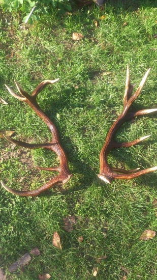 nepravidelný 14torak