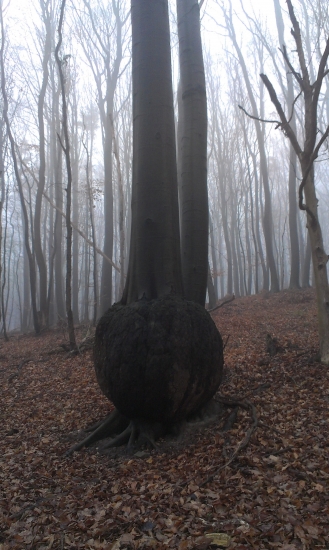 Zaujímavý strom