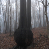 Zaujímavý strom
