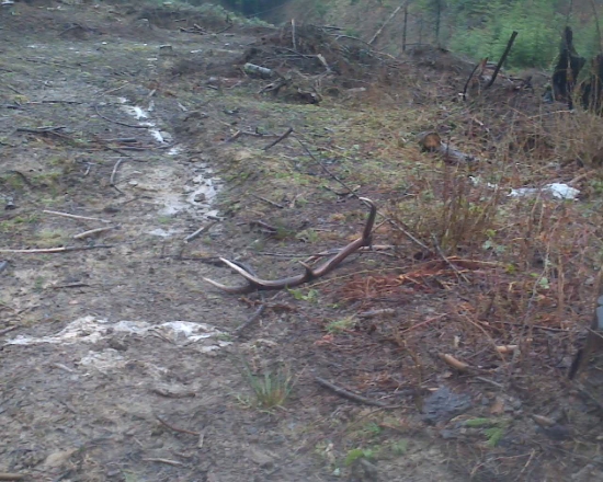 Skoro mi oko vypichol