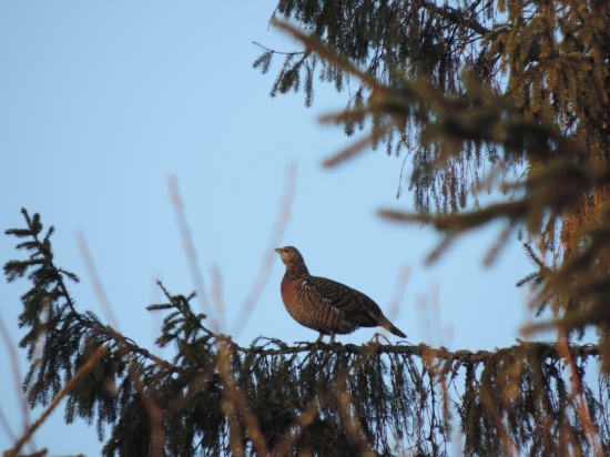 sliepka hlucháňa vo Veľkopiatkové ráno