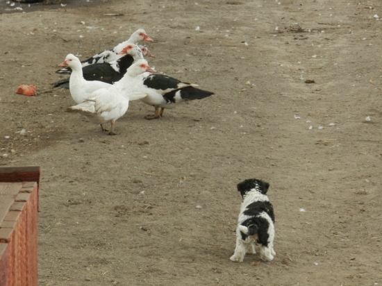 nooo,počkajte,veď budem ja aj veľký!