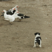 nooo,počkajte,veď budem ja aj veľký!