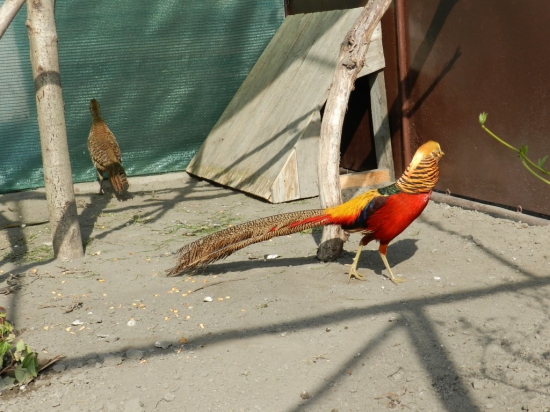 zlatý bažant-červený