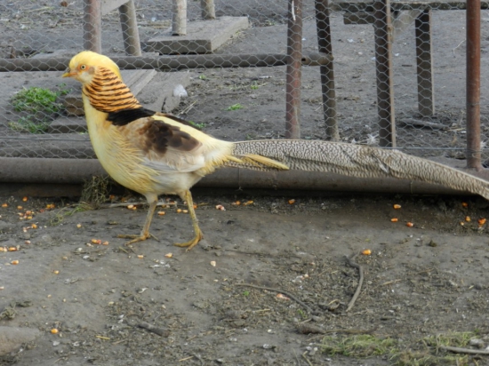 bažant  zlatožltý