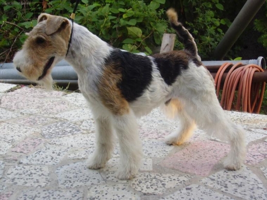 Tornádo Slovakia ZOLI-ch.pes