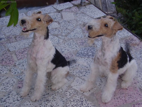 TORIN STAR FRANKE-ch.suka(vľavo)