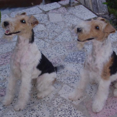 TORIN STAR FRANKE-ch.suka(vľavo)