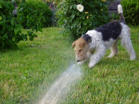 nebojím sa ani vody!- Tori