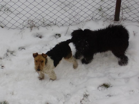 foxi a puli-kamošky