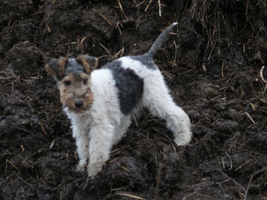 nový člen našej CHS