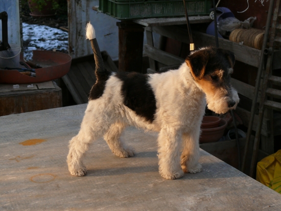 ALF Foxi Kennel Potôň