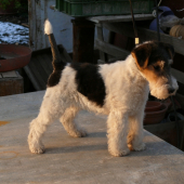 ALF Foxi Kennel Potôň