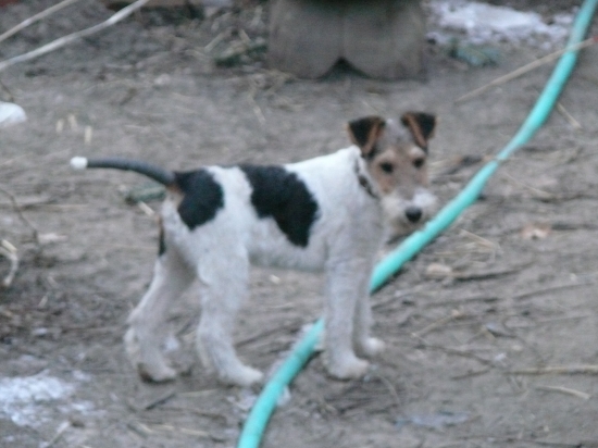 ALF Foxi Kennel Potôň