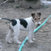 ALF Foxi Kennel Potôň