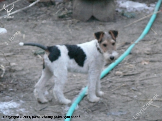 ALF Foxi Kennel Potôň