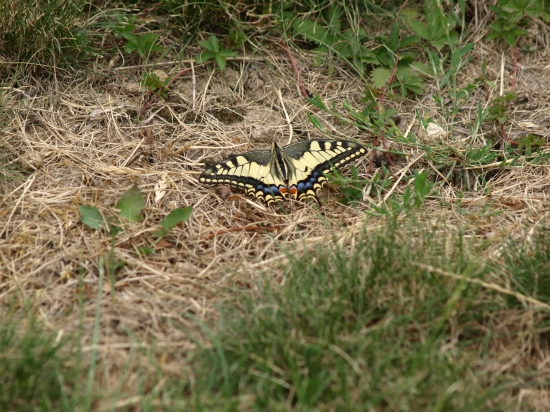 Vidlochvost feniklový