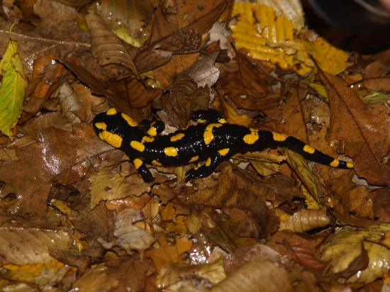 Salamandra škvrnita