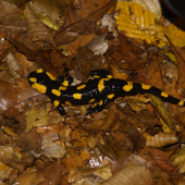 Salamandra škvrnita