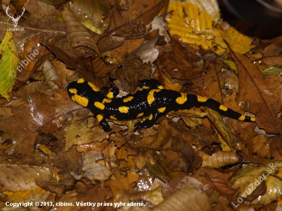 Salamandra škvrnita