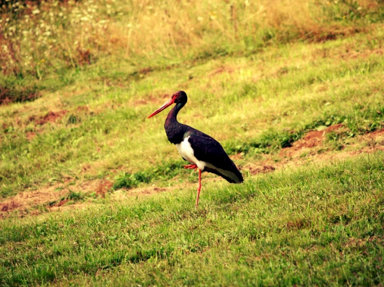 Ciconia nigra