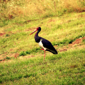 Ciconia nigra