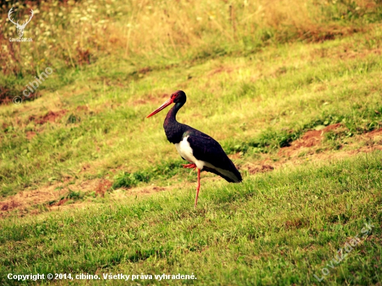 Ciconia nigra