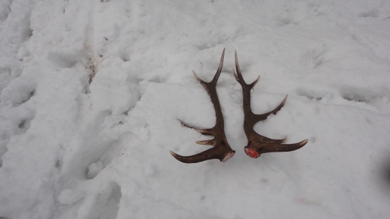 kamarátov pár včerajšiemu parohu