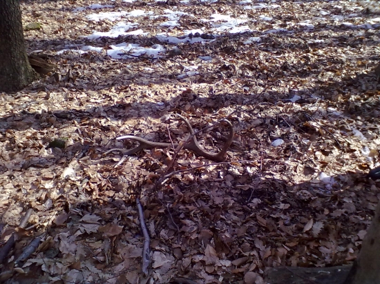 marec rok 2012 kamarátov