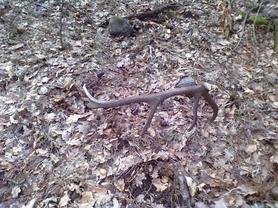 kamarátov pekný paroh