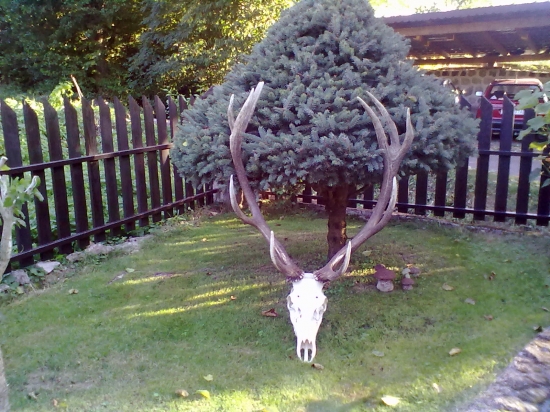 kamarátov úhyn 2011