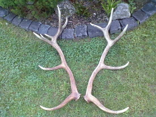 môj prvý pár niekolko rokov do zadu