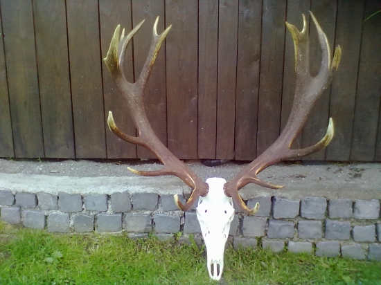 zhody osadené na lepke