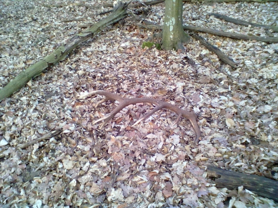 skoro ráno s kamarátom