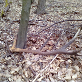 poobede s kamarátom