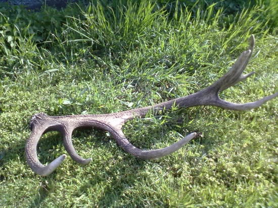 kamarátov rok ležal