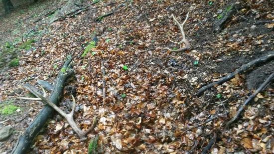 dnes kamarátova pára