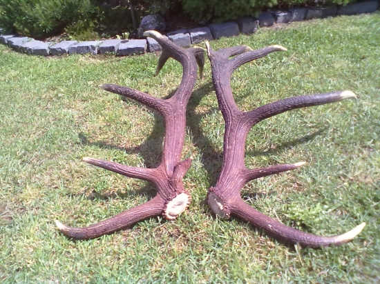 pekná perlovná pára