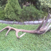 veľký zhod