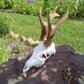 bronzový