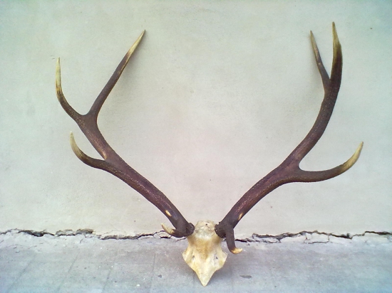 staré zhody na lebke