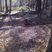 postrelený veľký kan