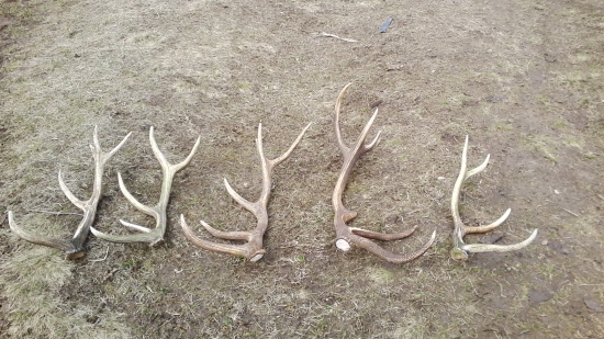 dnes sa zadarilo s kamatátom