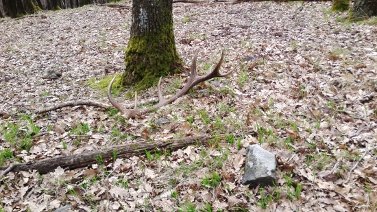 kamarátov zo soboty