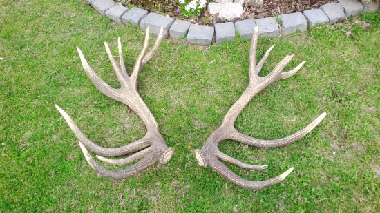 kamarátove rok ležali